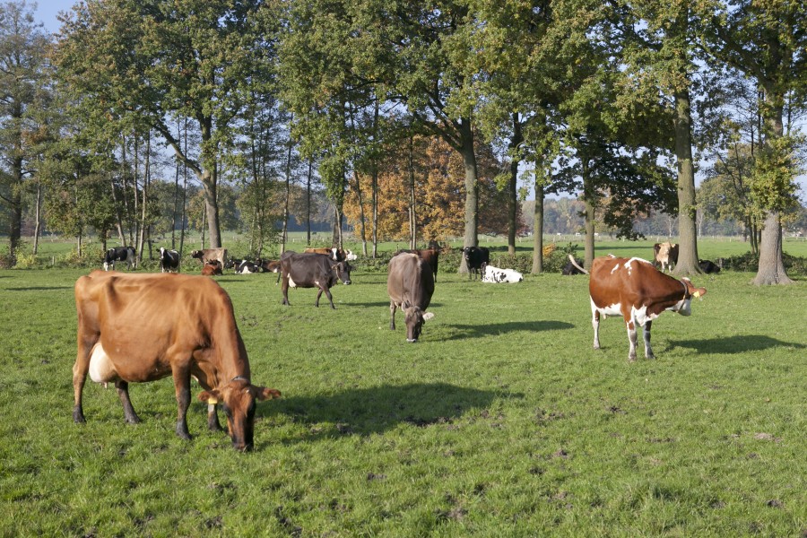 Koeien_LandgoedHengelman